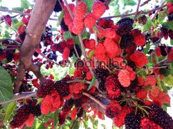 Hybrid black Everbearing mulberry with year-round fruiting