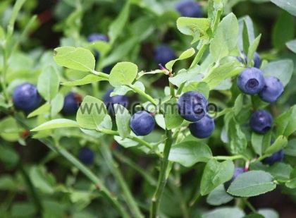 Bilberry, European blueberry  Chandler