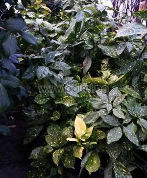 Aucuba japonica variegata, Aukube