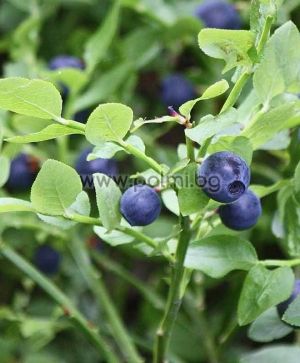 Bilberry, European blueberry  Chandler