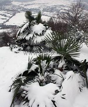 Trachycarpus 'Bulgaria', Легендарните палми Трахикарпус "България", Полярни палми