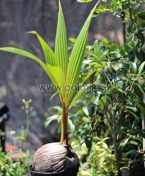 Cocos nucifera "Malayan Dwarf Gold", Оранжева Кокосова палма