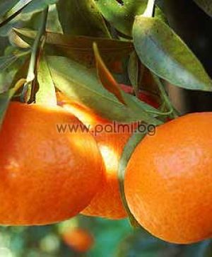 Mandarin Tardivo, Clementine type