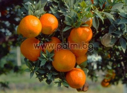 Citrus myrtifolia, Bitterorange 'Chinotto'