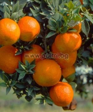 Citrus myrtifolia, Bitterorange 'Chinotto'